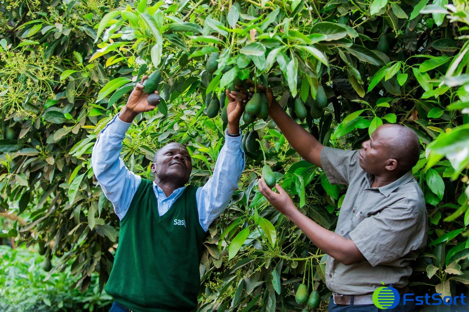 avocados sorting machine avocados sorting machine